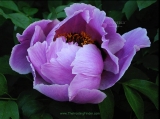 Purple Flower Small
