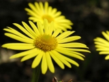 Yellow Flower Small