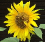 sunflowers 001