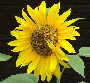 sunflowers 001